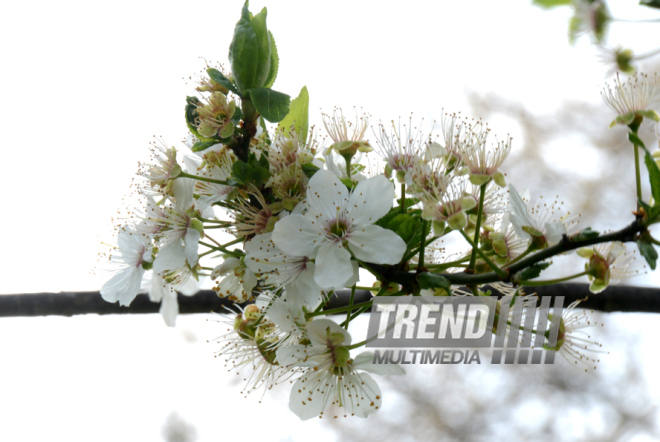 Spring in Baku. Azerbaijan, Baku, 20 apr. 2016